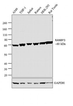 Invitrogen RANBP3 Polyclonal Antibody 200 &mu;g; Unconjugated:Antibodies,