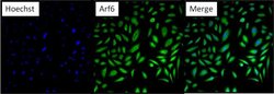 Invitrogen ARF6 Polyclonal Antibody:Antibodies:Primary Antibodies