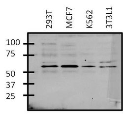 Invitrogen GATA6 Polyclonal Antibody:Antibodies:Primary Antibodies