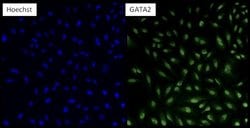Invitrogen GATA2 Polyclonal Antibody:Antibodies:Primary Antibodies
