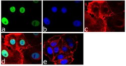 Invitrogen GATA3 Polyclonal Antibody 100 &mu;g; Unconjugated:Antibodies,