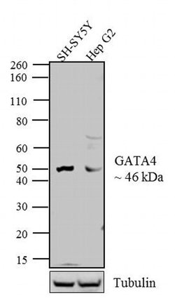 Invitrogen GATA4 Polyclonal Antibody:Antibodies:Primary Antibodies