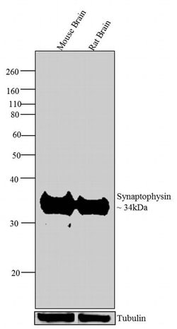 Invitrogen Synaptophysin Polyclonal Antibody 100 &mu;g; Unconjugated:Antibodies,