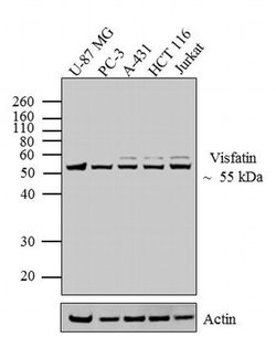 Invitrogen NAMPT Polyclonal Antibody 100 &mu;g; Unconjugated:Antibodies,
