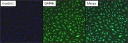Invitrogen GATA6 Polyclonal Antibody:Antibodies:Primary Antibodies