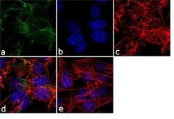 Invitrogen Resistin Polyclonal Antibody 200 &mu;g; Unconjugated:Antibodies,