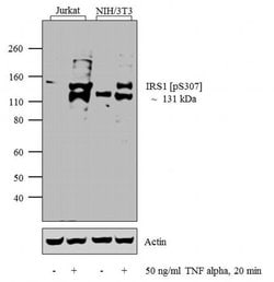 Invitrogen Phospho-IRS1 (Ser307) Polyclonal Antibody 100 &mu;g; Unconjugated:Antibodies,