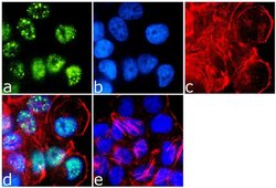 Invitrogen IRS1 Polyclonal Antibody 100 &mu;g; Unconjugated:Antibodies,