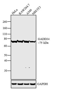 Invitrogen GADD34 Polyclonal Antibody 100 &mu;g; Unconjugated:Antibodies,