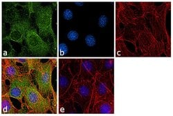 Invitrogen GAPDH Polyclonal Antibody 100 &mu;L | Buy Online | Invitrogen&trade; | Fisher Scientific