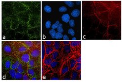 Invitrogen GAPDH Polyclonal Antibody 100 &mu;L | Buy Online | Invitrogen&trade; | Fisher Scientific