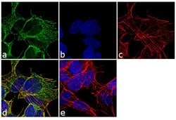 Invitrogen beta Tubulin Polyclonal Antibody 100 &mu;L; Unconjugated:Antibodies,