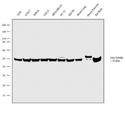 Invitrogen beta Tubulin Polyclonal Antibody 100 &mu;L; Unconjugated:Antibodies,