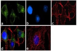 Invitrogen ATG9A Polyclonal Antibody 100 &mu;L; Unconjugated:Antibodies,