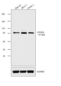 Invitrogen ATG9A Polyclonal Antibody 100 &mu;L; Unconjugated:Antibodies,