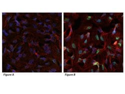 Invitrogen HIF1A Polyclonal Antibody 100 &mu;g; Unconjugated:Anticorps,
