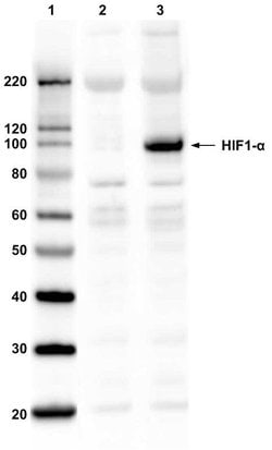 Invitrogen HIF1A Polyclonal Antibody 100 &mu;g; Unconjugated:Anticorps,