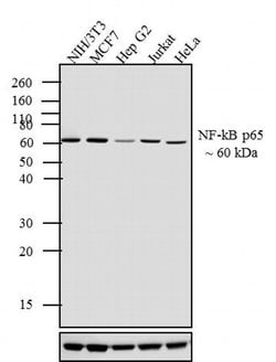 Invitrogen NFkB p65 Polyclonal Antibody 100 &mu;g; Unconjugated:Antibodies,