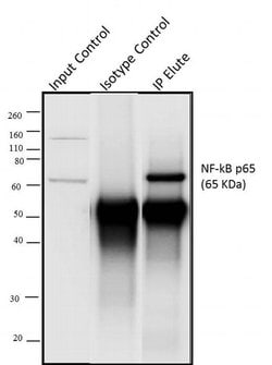 Invitrogen NFkB p65 Polyclonal Antibody 100 &mu;g; Unconjugated:Antibodies,