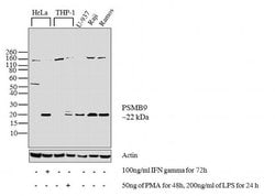 Invitrogen PSMB9 Polyclonal Antibody 100 &mu;g; Unconjugated:Antibodies,