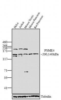 Invitrogen™ PSME4 Polyclonal Antibody