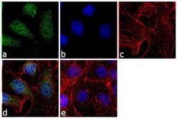 Invitrogen™ PSMA5 Polyclonal Antibody