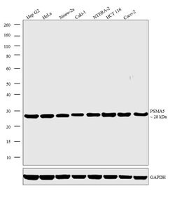 Invitrogen PSMA5 Polyclonal Antibody 100 &mu;g; Unconjugated:Antibodies,