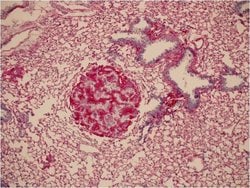 Invitrogen Placental Alkaline Phosphatase Polyclonal Antibody 500 &mu;L;