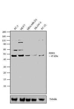 Invitrogen™ ESRRA Polyclonal Antibody