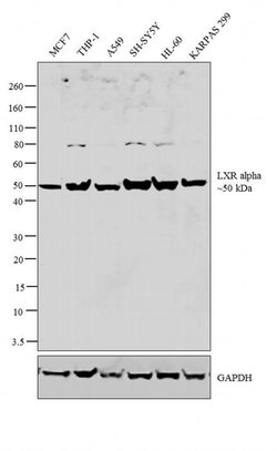 Invitrogen LXR alpha Polyclonal Antibody 200 &mu;g; Unconjugated:Antibodies,