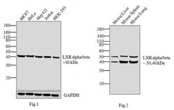 Invitrogen LXR alpha/beta Polyclonal Antibody 200 &mu;g; Unconjugated:Antibodies,