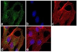 Invitrogen LXR beta Polyclonal Antibody 100 &mu;g; Unconjugated:Antibodies,
