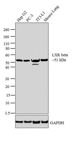 Invitrogen LXR beta Polyclonal Antibody 100 &mu;g; Unconjugated:Antibodies,