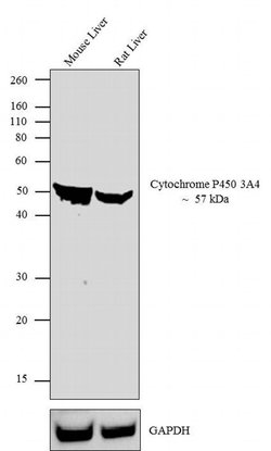 Invitrogen CYP3A4 Polyclonal Antibody 100 &mu;L; Unconjugated:Antibodies,
