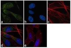 Invitrogen ATG5 Polyclonal Antibody 100 &mu;L; Unconjugated:Antibodies,