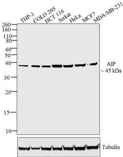 Invitrogen AIP Polyclonal Antibody 100 &mu;g; Unconjugated:Antibodies,