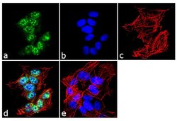 Invitrogen BMAL1 Polyclonal Antibody 200 &mu;L; Unconjugated:Antibodies,