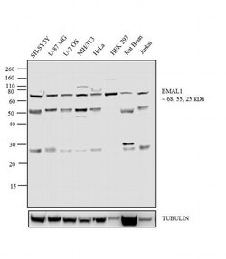 Invitrogen BMAL1 Polyclonal Antibody 200 &mu;L; Unconjugated:Antibodies,