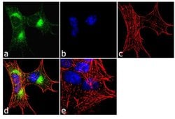 Invitrogen™ CaMKIV Polyclonal Antibody
