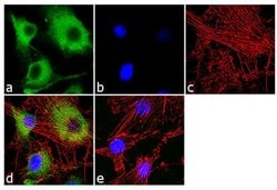 Invitrogen CaMKI Polyclonal Antibody 100 &mu;g; Unconjugated:Antibodies,
