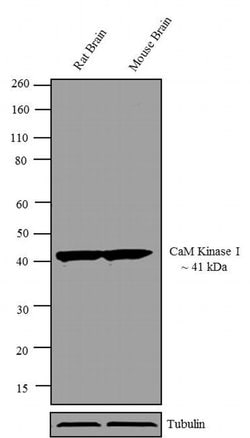 Invitrogen CaMKI Polyclonal Antibody 100 &mu;g; Unconjugated:Antibodies,