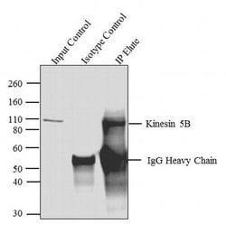 Invitrogen Kinesin 5B Polyclonal Antibody 100 &mu;g; Unconjugated:Antibodies,