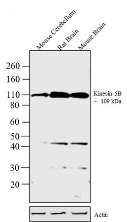 Invitrogen Kinesin 5B Polyclonal Antibody 100 &mu;g; Unconjugated:Antibodies,