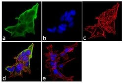 Invitrogen Dynamin 1 Polyclonal Antibody 100 &mu;L; Unconjugated:Antibodies,