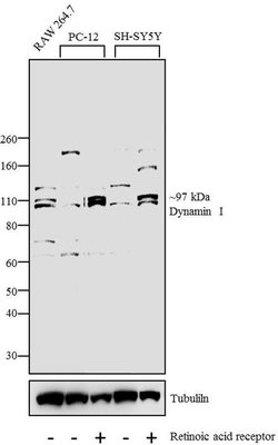 Invitrogen Dynamin 1 Polyclonal Antibody 100 &mu;L; Unconjugated:Antibodies,