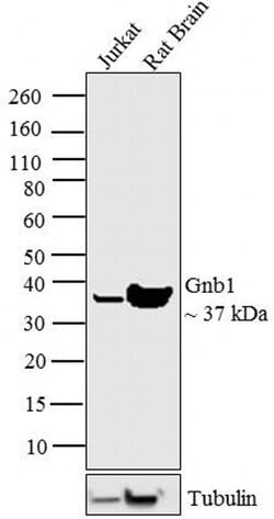 Invitrogen Gnb1 Polyclonal Antibody 100 &mu;g; Unconjugated:Antibodies,