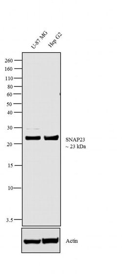 Invitrogen SNAP23 Polyclonal Antibody 100 &mu;g; Unconjugated:Antibodies,
