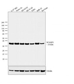Invitrogen SCAMP1 Polyclonal Antibody 100 &mu;g; Unconjugated:Antibodies,