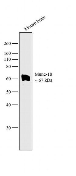 Invitrogen MUNC18 Polyclonal Antibody 100 &mu;g; Unconjugated:Antibodies,
