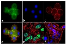 Invitrogen Ataxin 7 Polyclonal Antibody 100 &mu;g; Unconjugated:Antibodies,